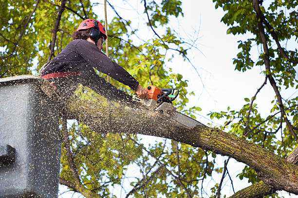 Best Commercial Tree Services  in USA